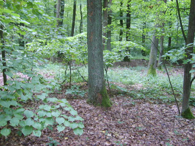 léto