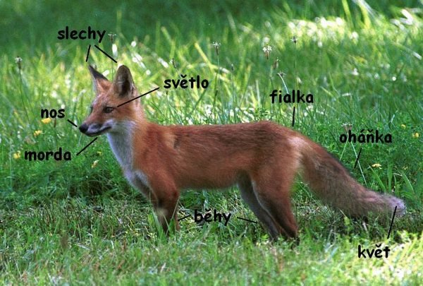 liška obecná_slang