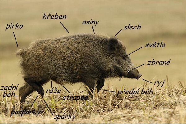prase divoké_slang