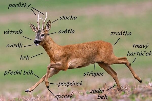 srnec obecný_slang